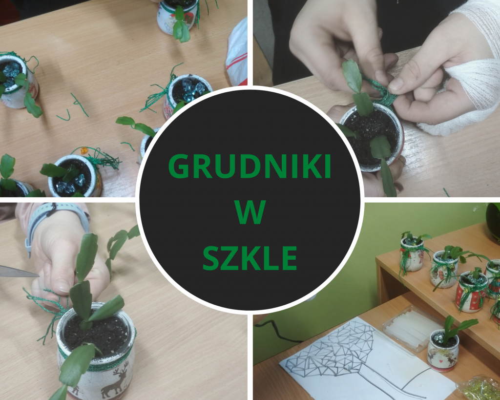 uczniowie sadzą grudniki w szklanych pojemnikach