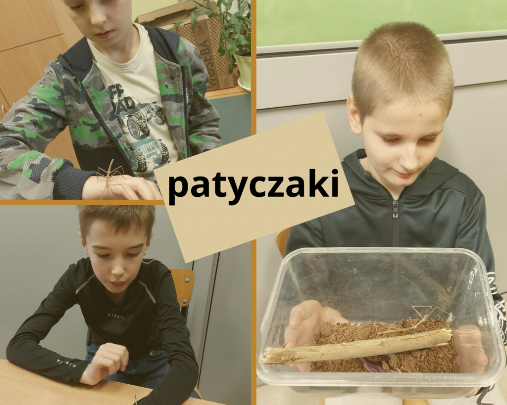 patyczaki na zajęciach hortiterapii