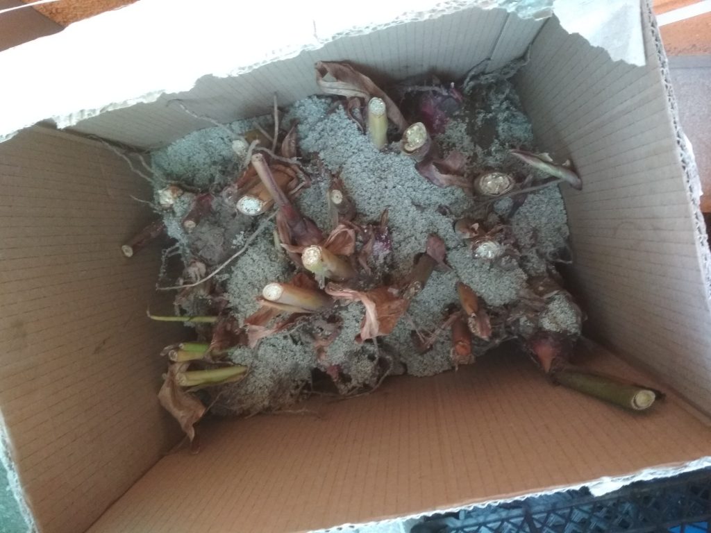 kany przygotowane do przechowania na zimę