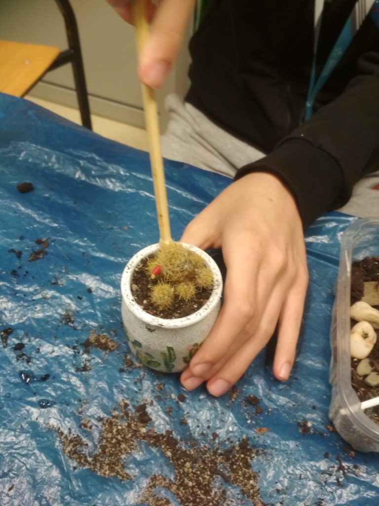 sadzenie kaktusa w słoiczku