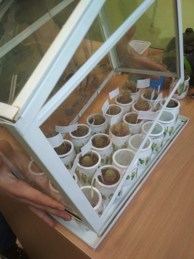 uczniowie instalują kaktusy w mini szklarni