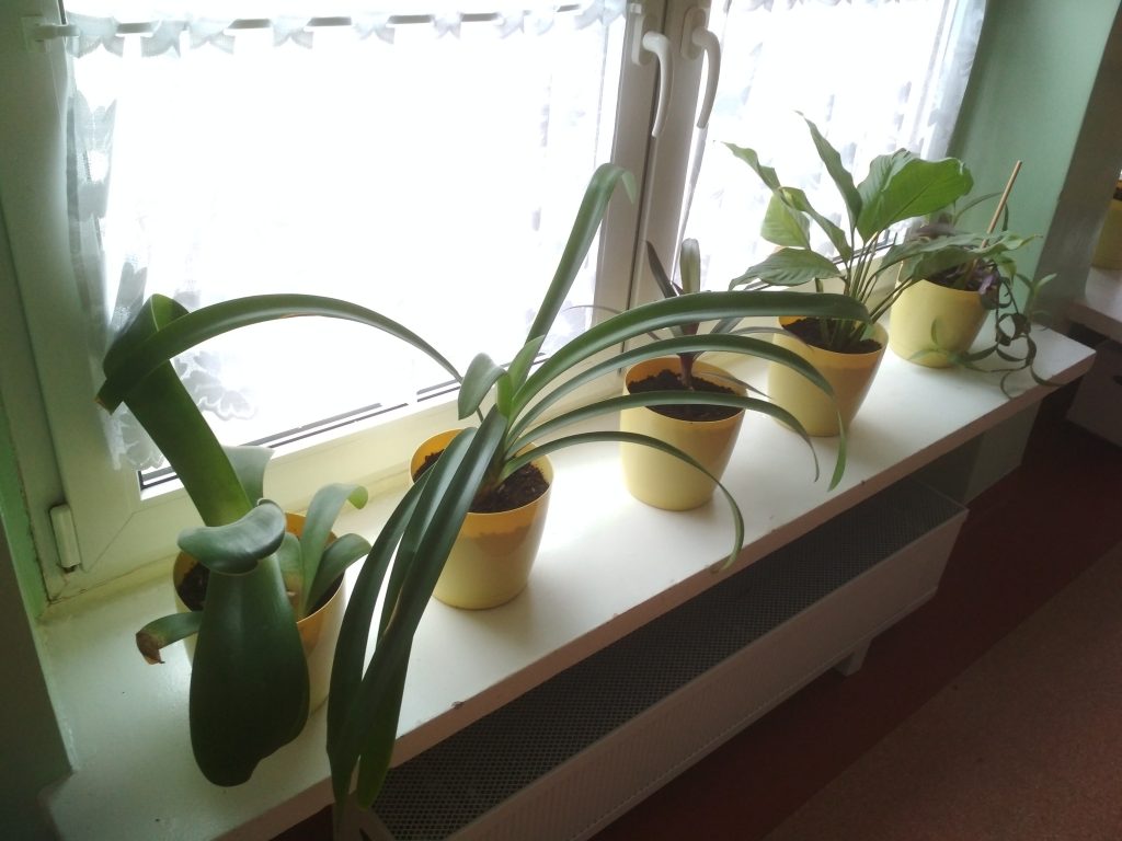 kwiaty doniczkowe w świetlicy