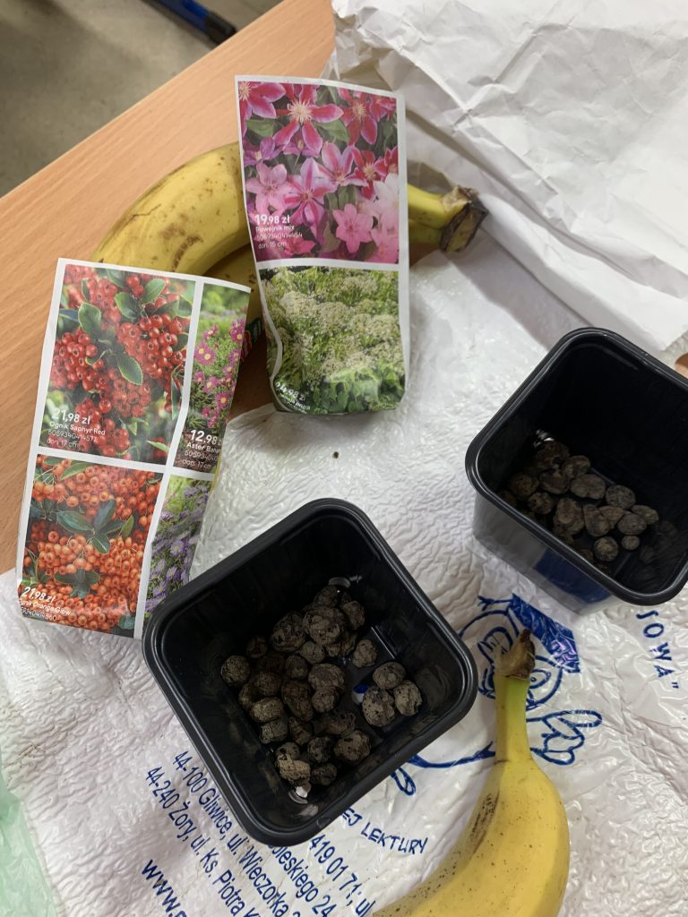 przygotowania do bananowego eksperymentu