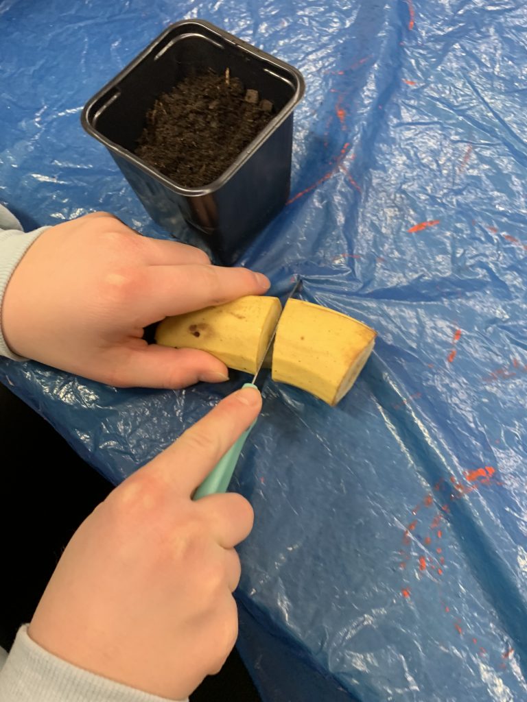 bananowy eksperyment