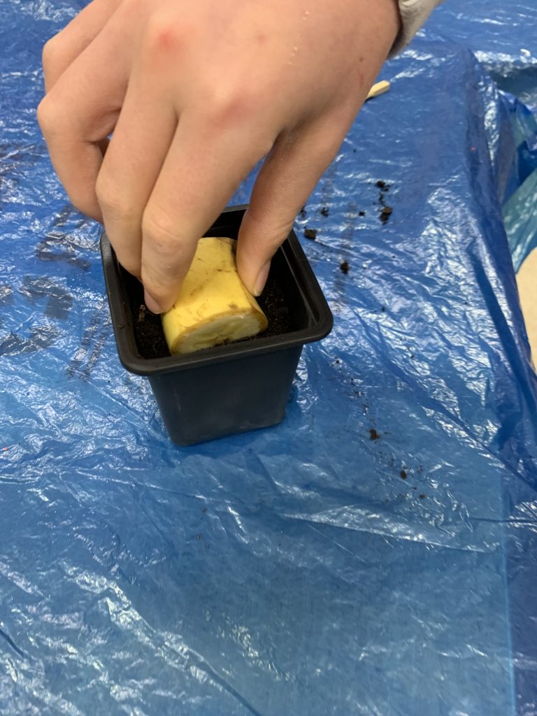 bananowy eksperyment