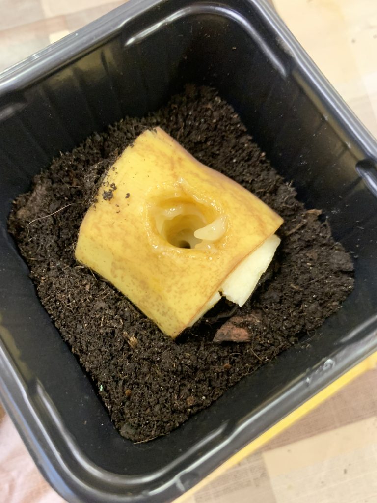 bananowy eksperyment