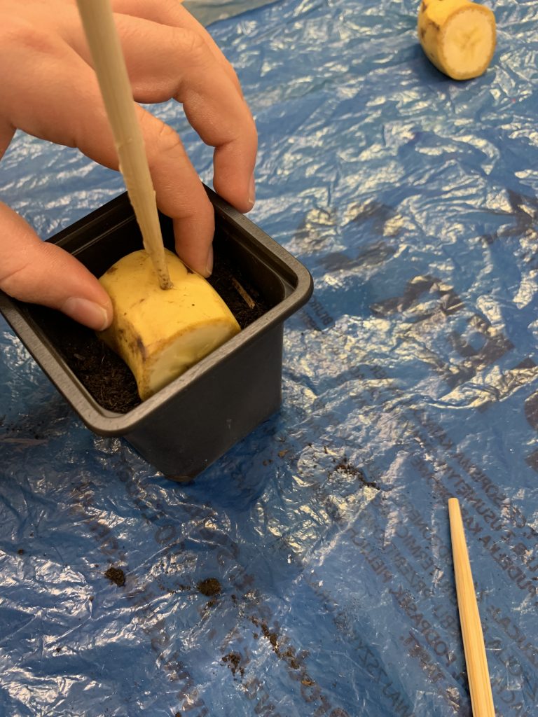 bananowy eksperyment