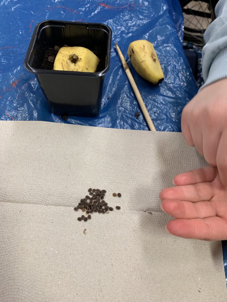 bananowy eksperyment