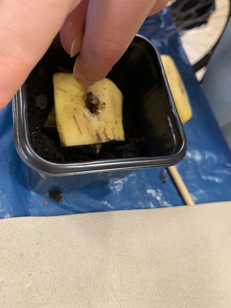 bananowy eksperyment