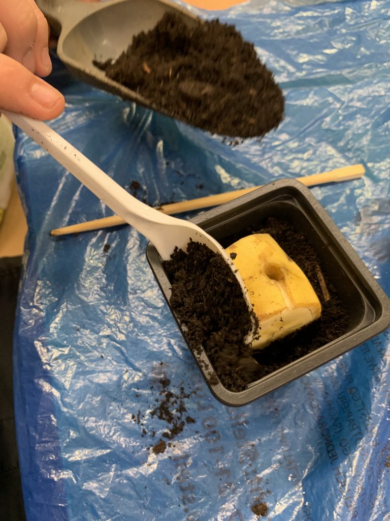 bananowy eksperyment