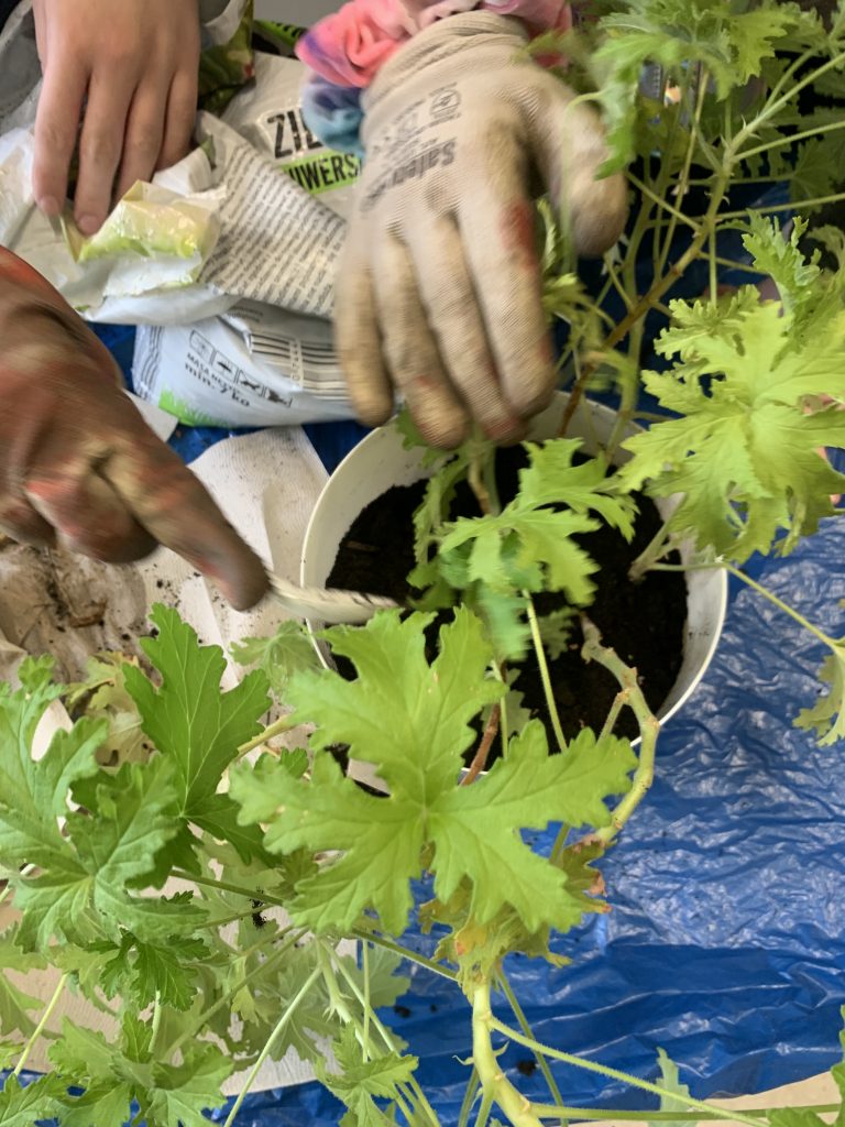 uczennice sadzą geranium