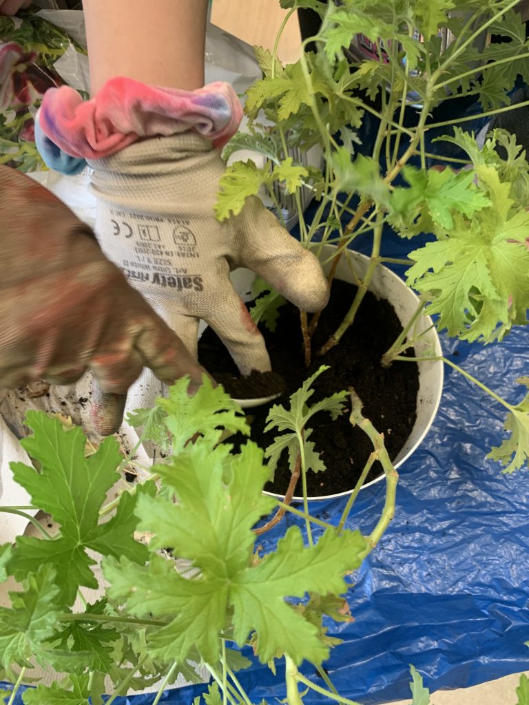 uczennice sadzą geranium