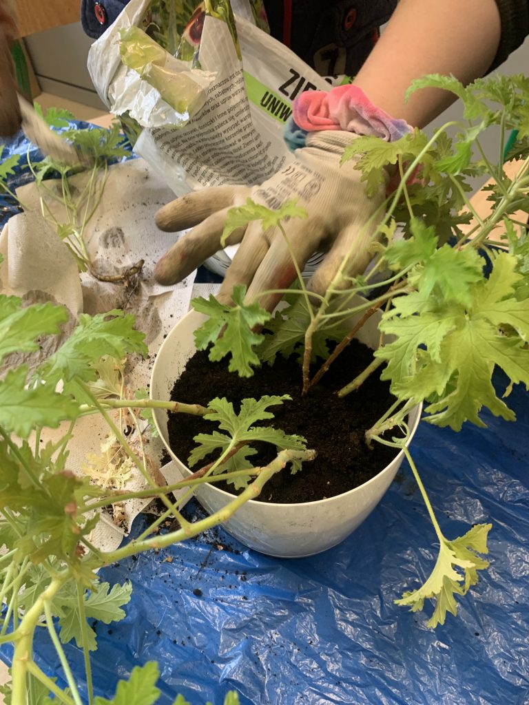 uczennice sadzą geranium