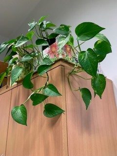 kwiaty doniczkowe w ozdobnej skrzynce