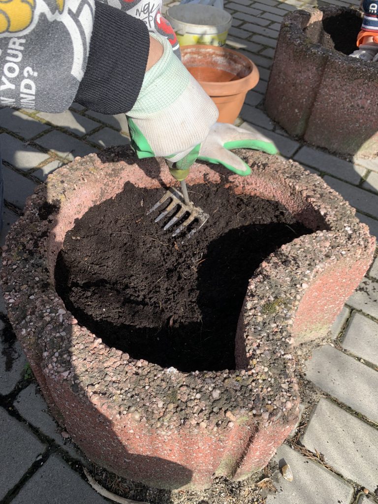 uczniowie sadzą bratki