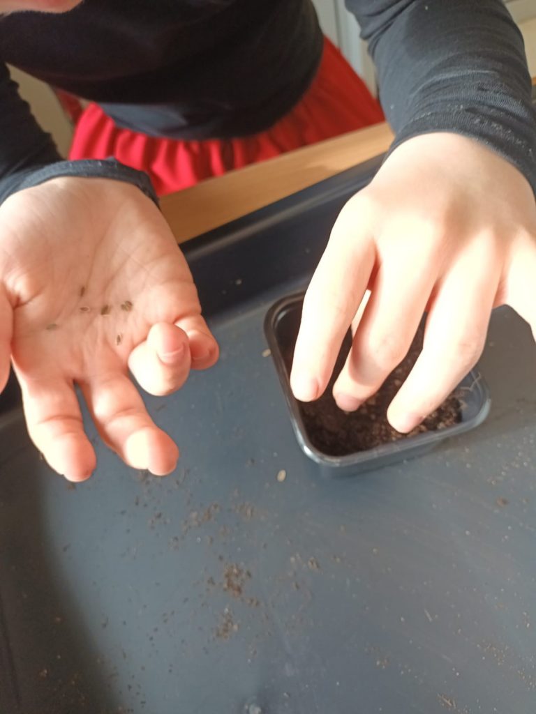 uczniowie sieją pietruszkę i koper