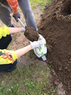 uczniowie pracują na grządkach