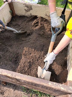 uczniowie pracują na grządkach