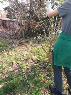 uczniowie pracują w szkolnym ogrodzie