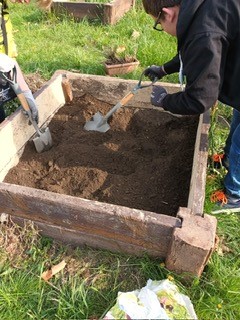 uczniowie pracują na grządkach