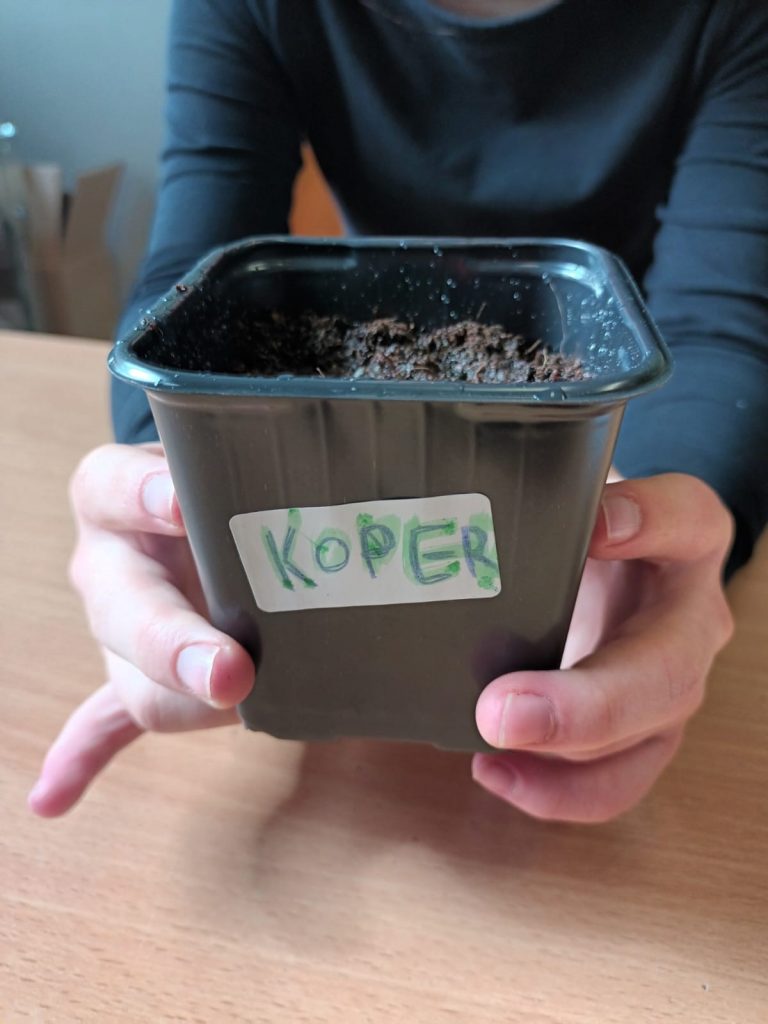 uczniowie sieją pietruszkę i koper