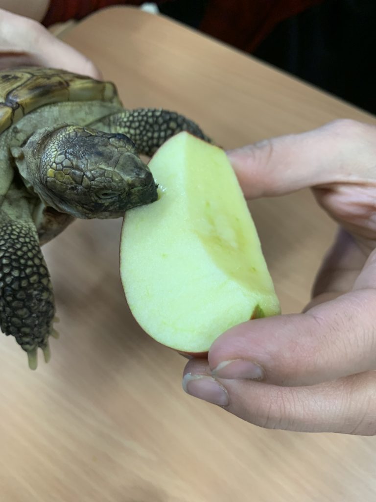 spotkanie z żółwiem