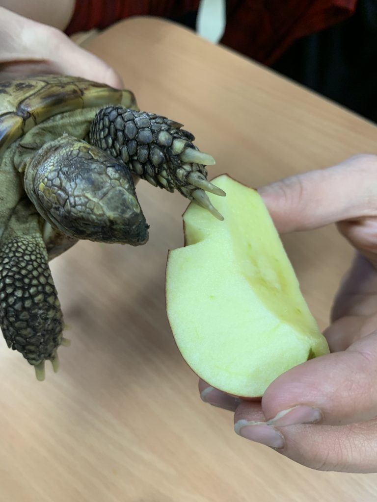 spotkanie z żółwiem