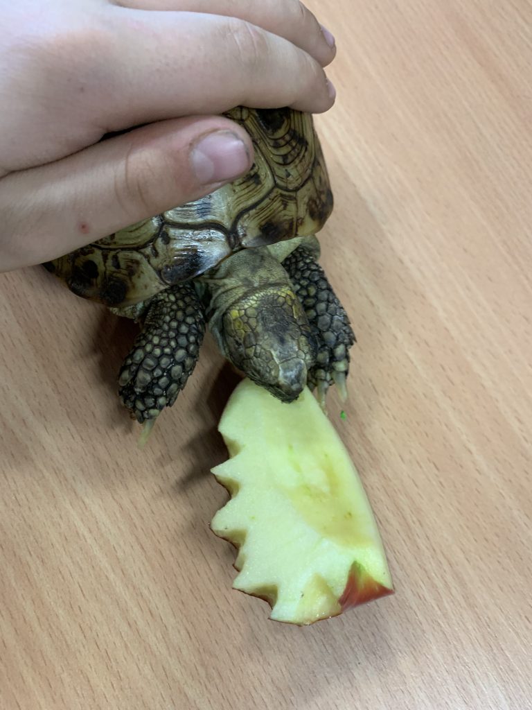 spotkanie z żółwiem