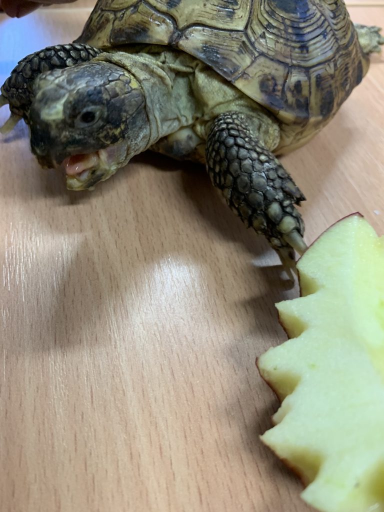 spotkanie z żółwiem