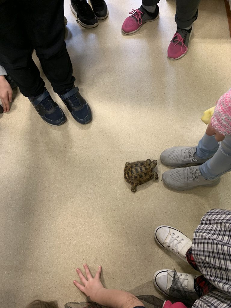 spotkanie z żółwiem