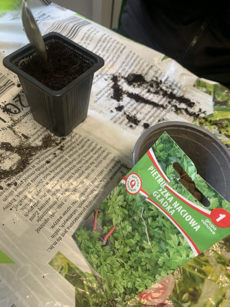 uczniowie sieją pietruszkę i koper