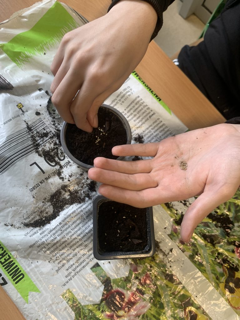 uczniowie sieją pietruszkę i koper