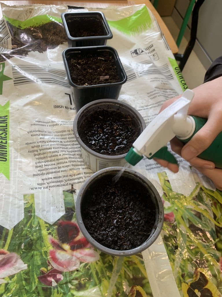 uczniowie sieją pietruszkę i koper