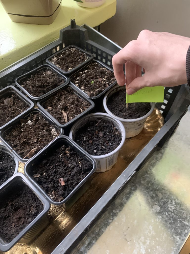 uczniowie sieją pietruszkę i koper