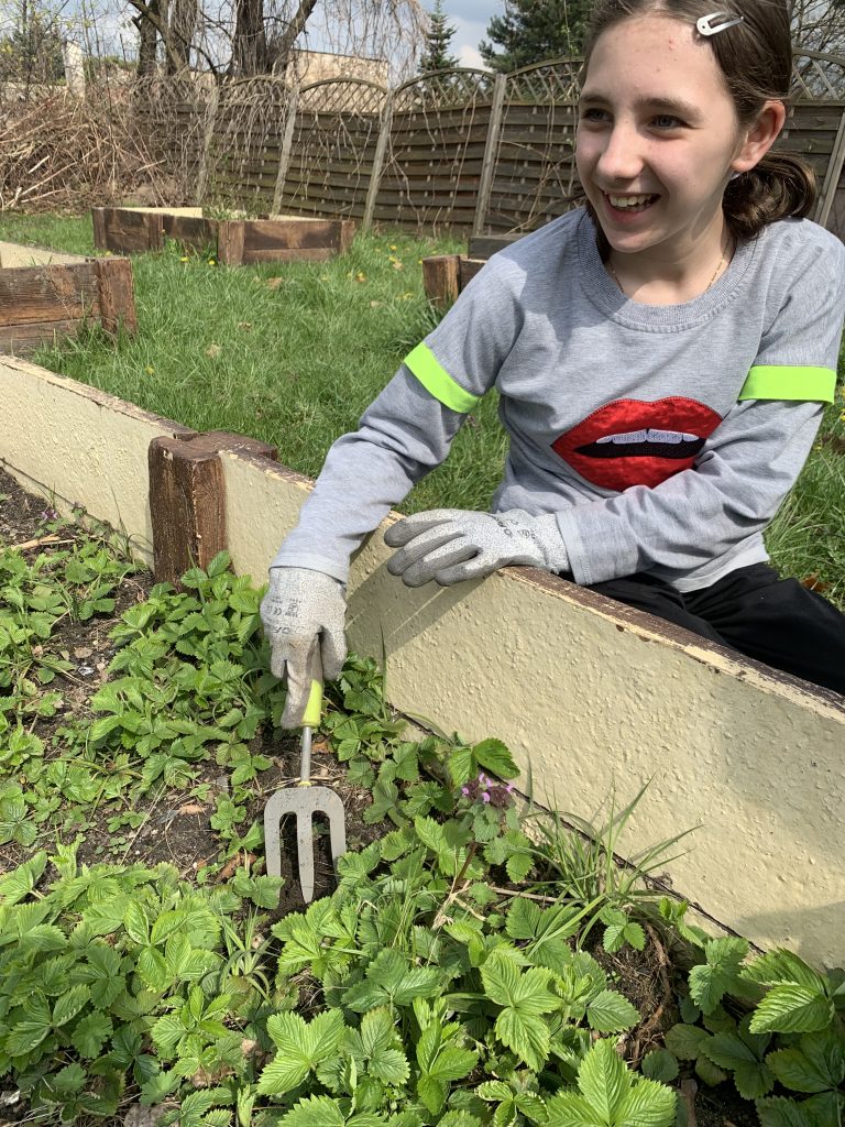 uczniowie pracują na szkolnych grządkach