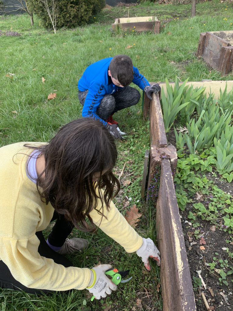 uczniowie pracują na szkolnych grządkach