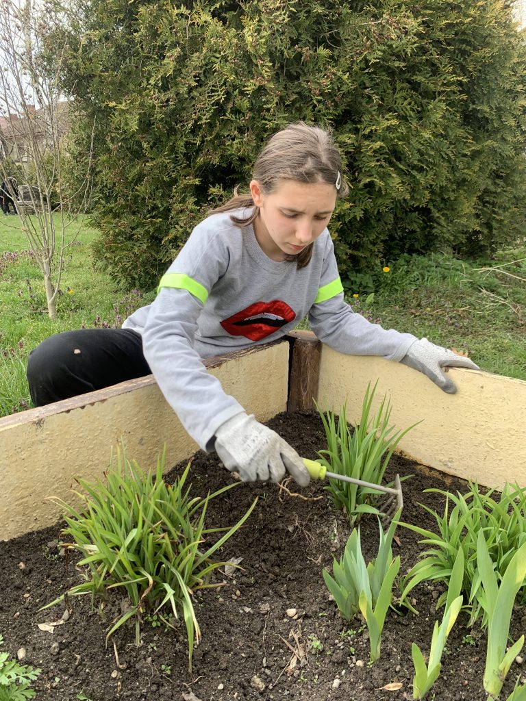 uczniowie pracują na szkolnych grządkach