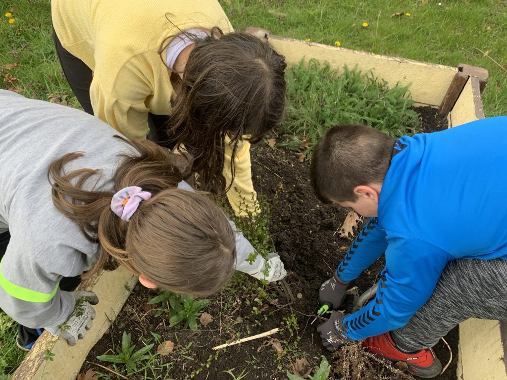 uczniowie pracują na szkolnych grządkach