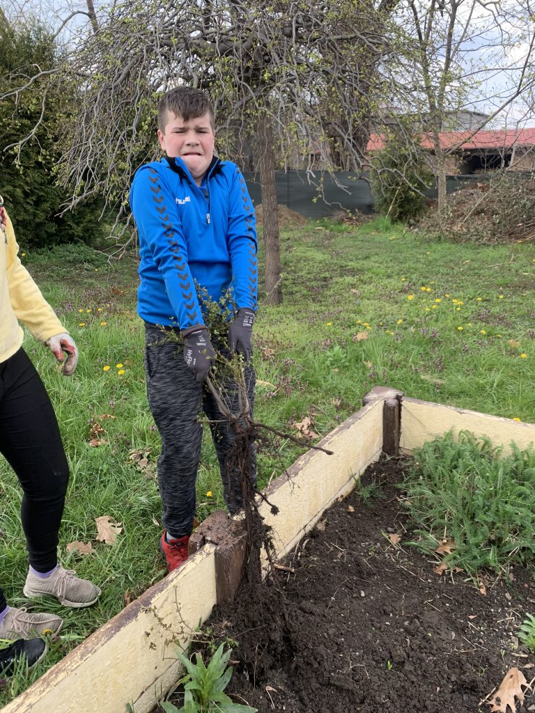 uczniowie pracują na szkolnych grządkach