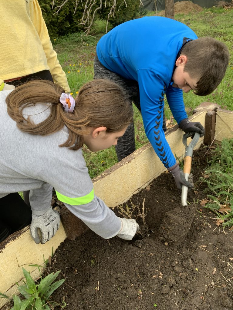 uczniowie pracują na szkolnych grządkach