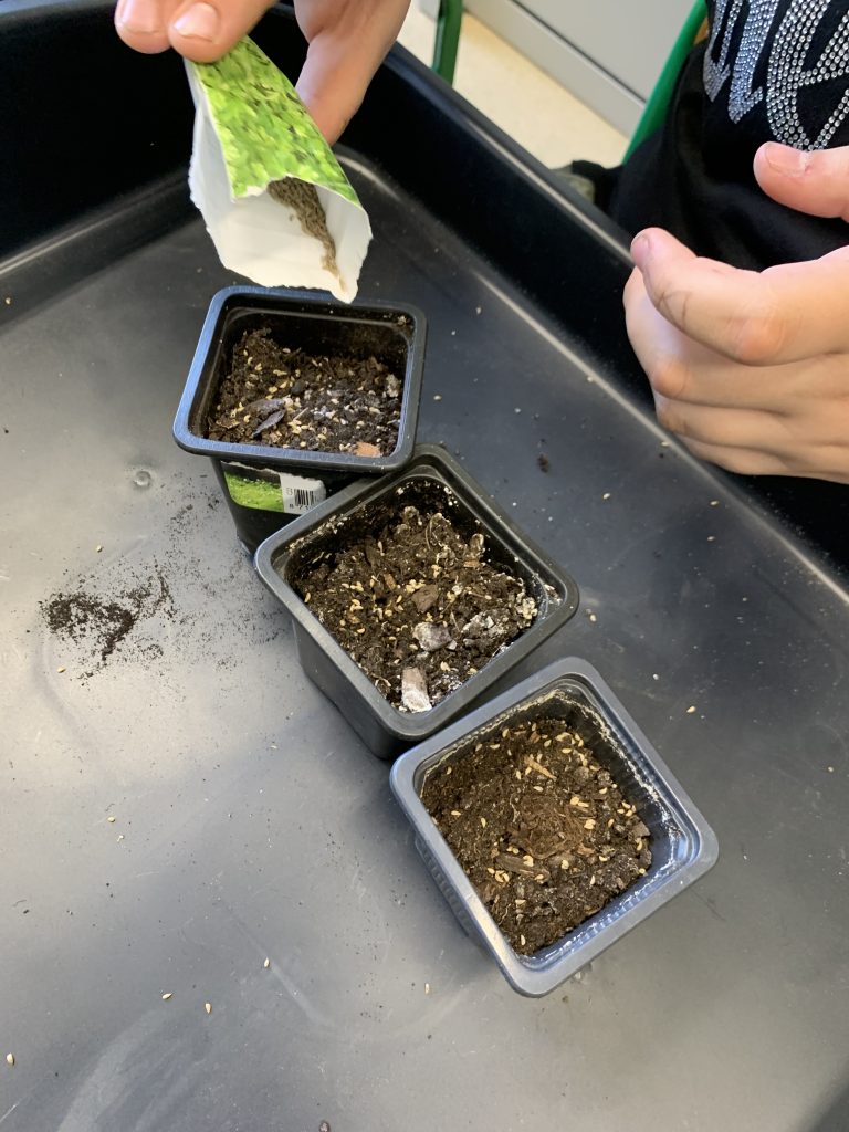 uczniowie sieją pietruszkę i koper