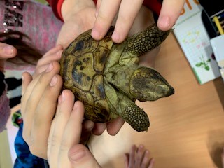 spotkanie z żółwiem