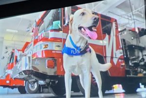 Pies w tv, podczas prezentacji