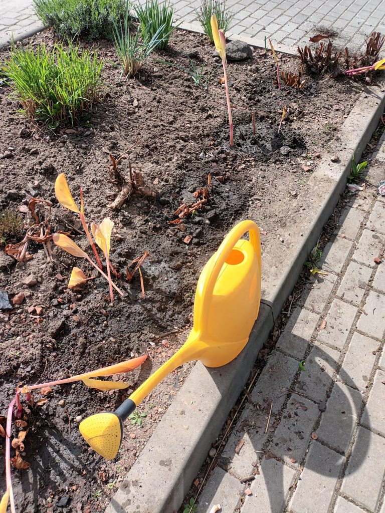 uczniowie sadzą kany w szkolnym ogrodzie