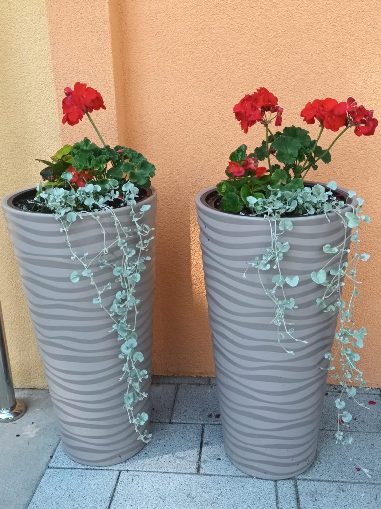 uczniowie pracują z sadzonkami pelargonii