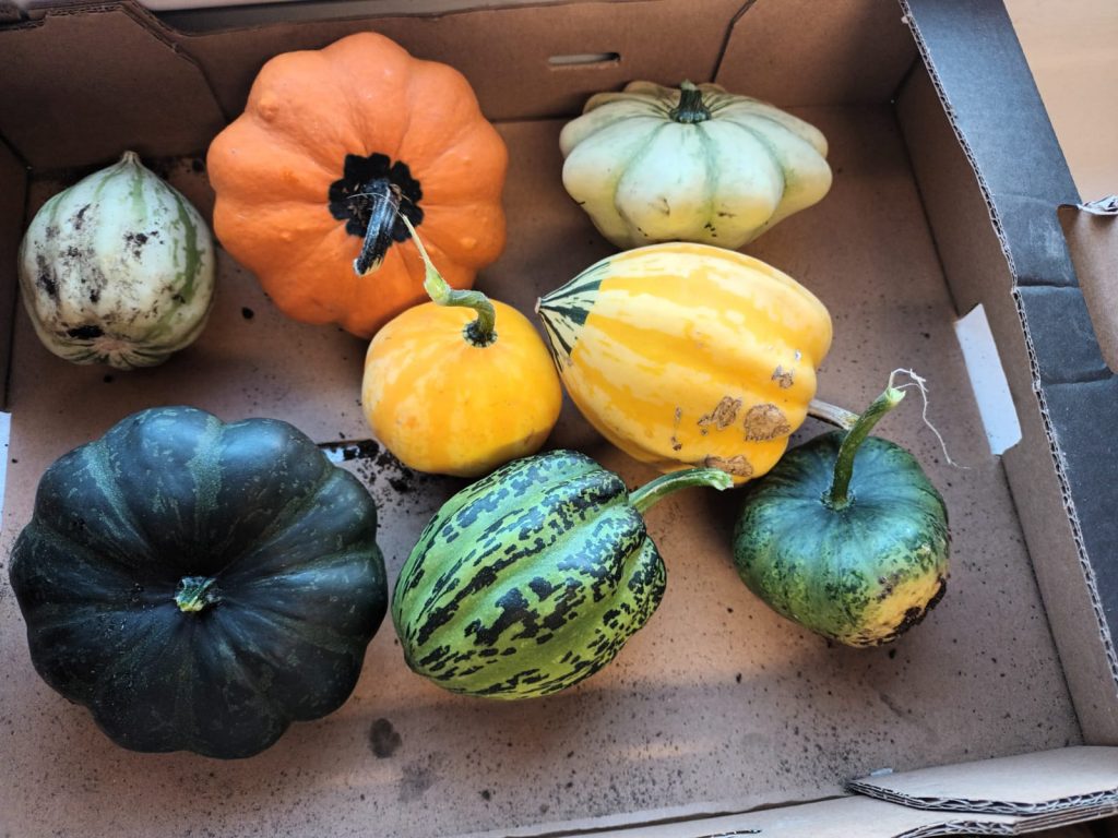 uczniowie zbierają dynie ozdobne