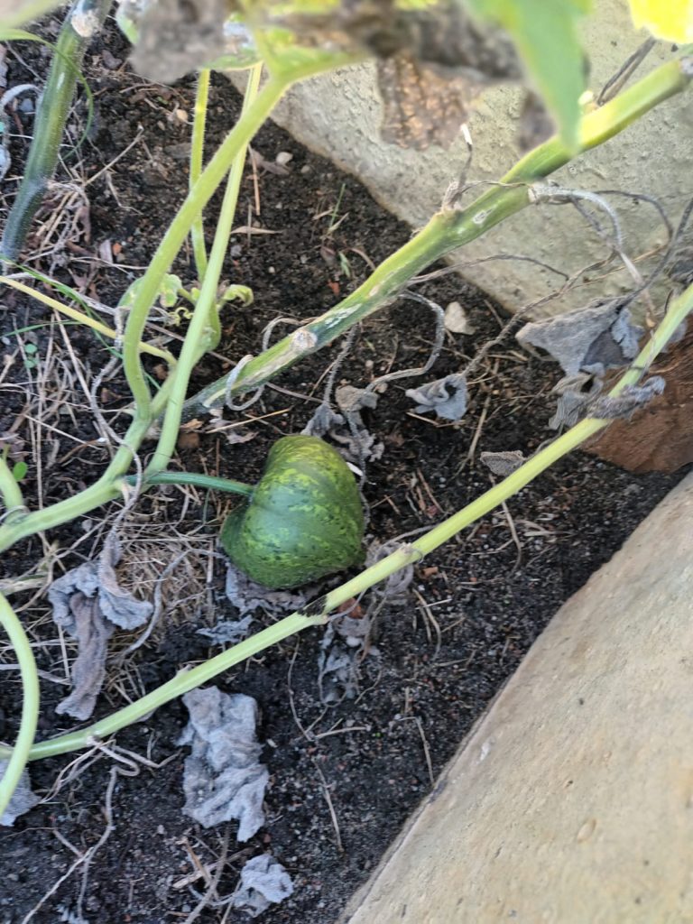 uczniowie zbierają dynie ozdobne