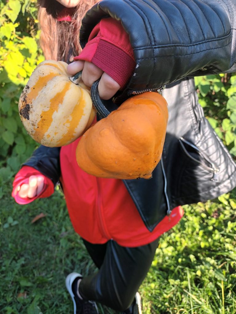 uczniowie zbierają dynie ozdobne