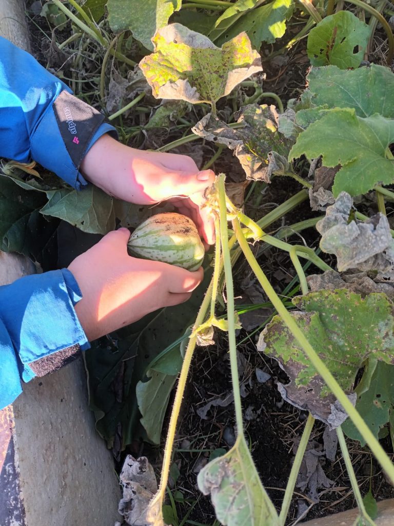 uczniowie zbierają dynie ozdobne