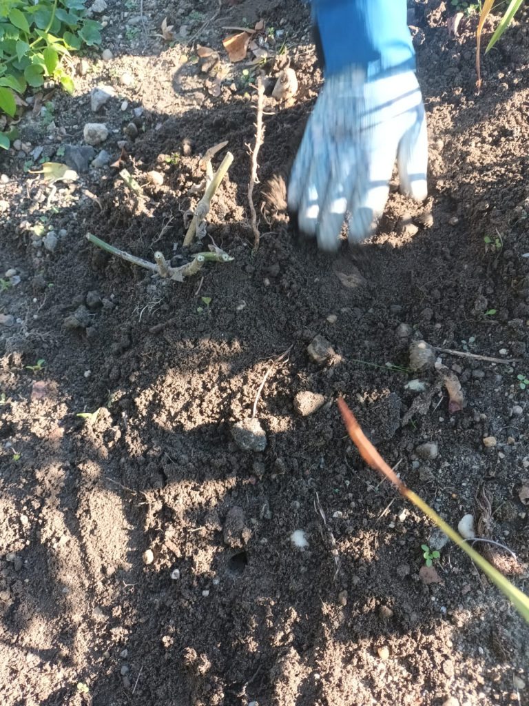 jesień - uczniowie sadzą werbeny